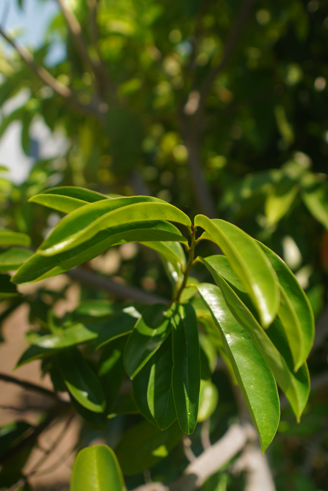 Wild Harvested Soursop Leaf Tea