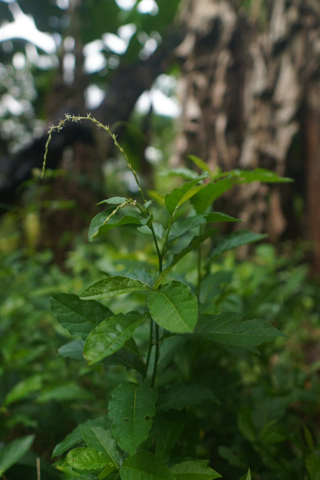 Guinea Hen Weed- Roots & Resistance