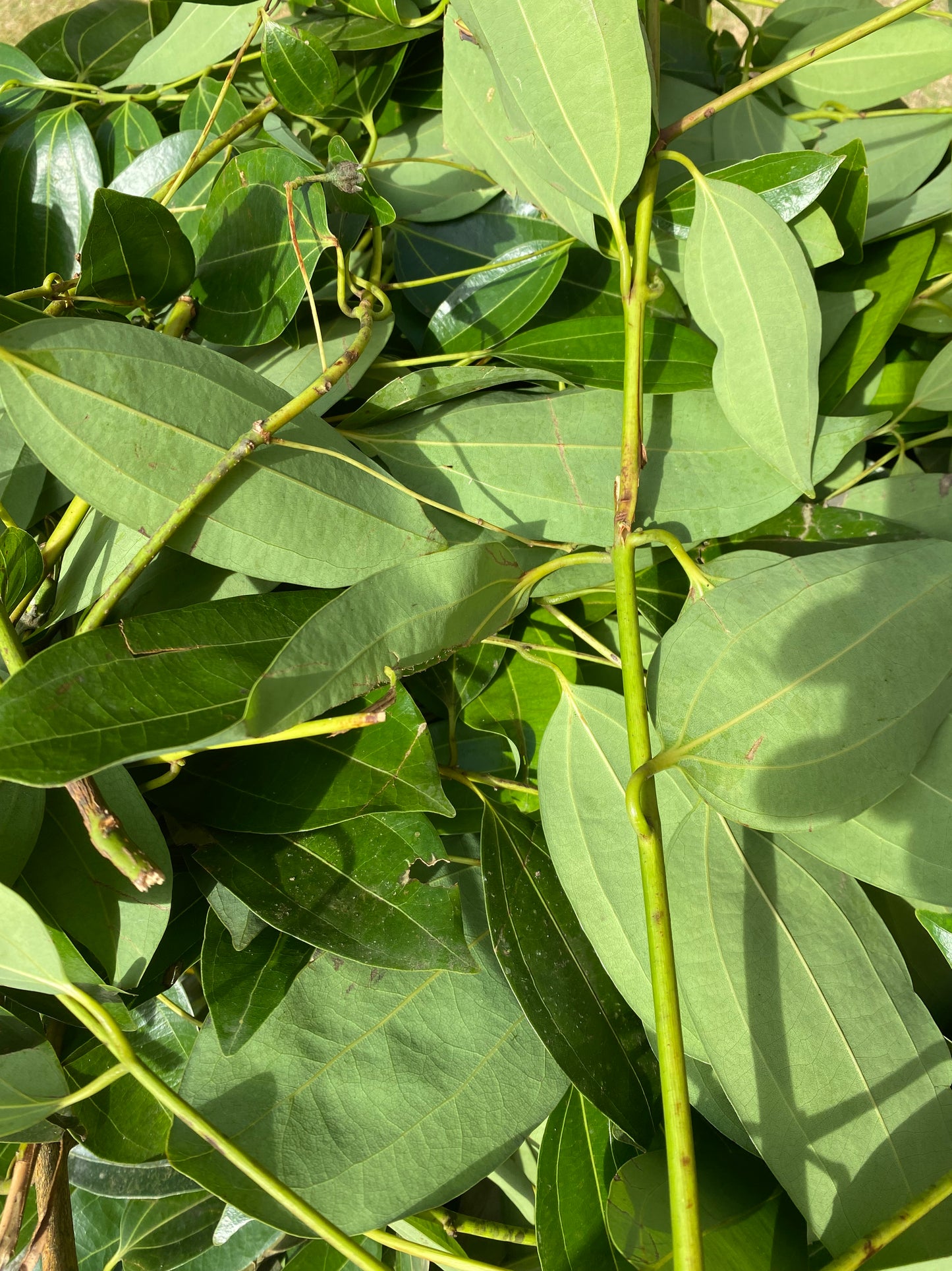 Jamaican Cinnamon Leaves- Warming & Circulatory