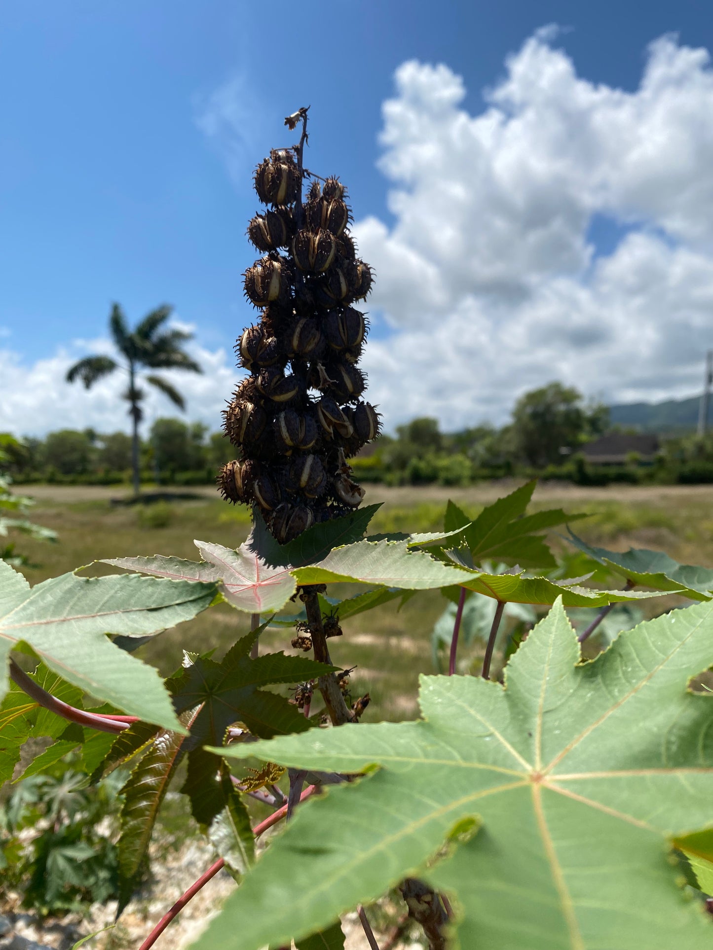 Jamaican Black Castor Oil