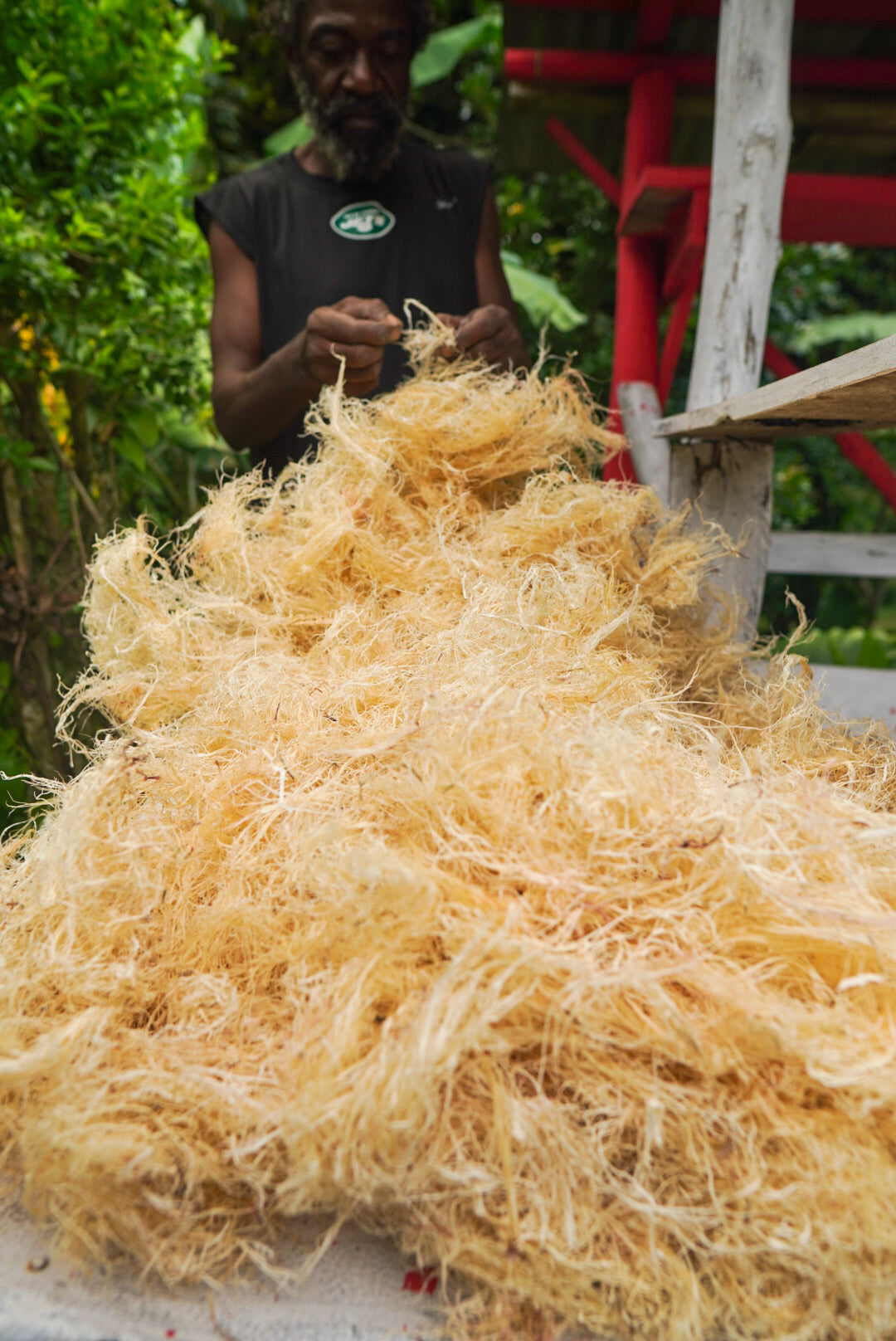 100% Wild Crafted Sea Moss