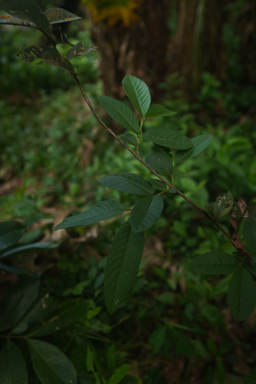 Guava Leaf Tea- Digestive & Immune Support